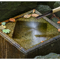 Natural Garden