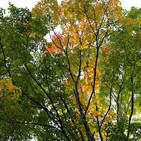 Flame of Autumn - Vertical