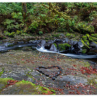 Love for Sweet Creek