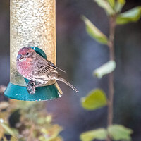 LRCC_sRGB_HouseFinch_TAP_0064.jpg