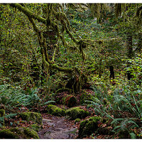 Coastal Rainforest Trail