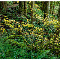 Trailside Chaos