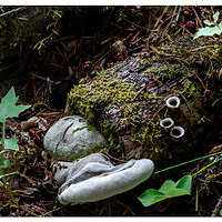 Forest Floor in the Hoh