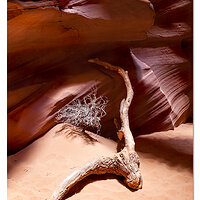 Upper Antelope Canyon Dragwood
