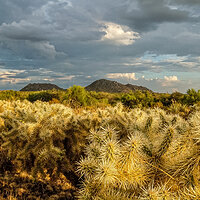Cholla Forest