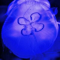 Jelly