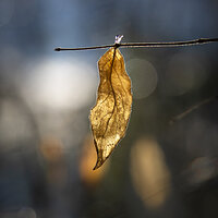 Gilded