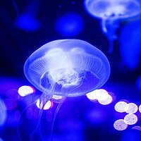 Jelly Portrait