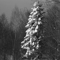 20201217_IMG_6795_AmyEarl.jpg