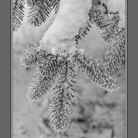 Rime Ice on Spruce.jpg