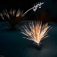 Glowing Yucca