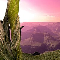 Canyon Tree