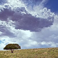 The Tree