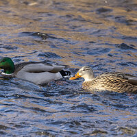 LRCC_sRGB_FW_MallardCouple_TAP_1924.jpg