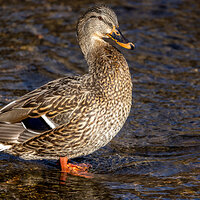 LRCC_sRGB_FW_StandingLadyDuck_TAP_2182.jpg