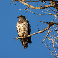 LRCC_sRGB_FW_TAP_2267_WatchingEagle_PSCC-Edit.jpg