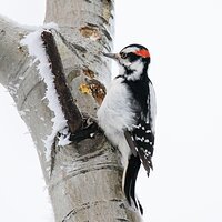 Hairy Woodpecker