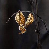 Golden Leaves
