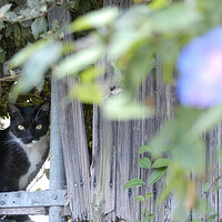 The Cat Behind The Fence