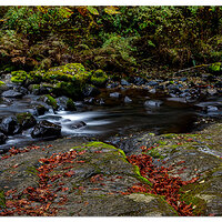 Scenes along a Trail