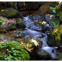 Trillium Trail