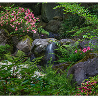 Portland Japanese Garden Serenity