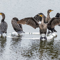LRCC_sRGB_DoubleCrestedCormorants_FW_TAP_2605-Edit.jpg
