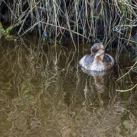 LRCC_sRGB_Pied-BilledGrebe_FW_TAP_2639-Edit.jpg