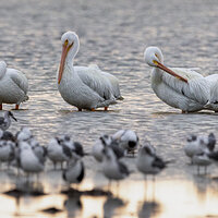 LRCC_sRGB_FW_AmWhitePelicans_TAP_2697-Edit.jpg