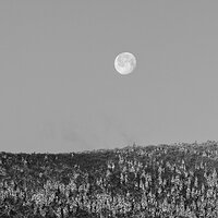 Stark Moonset