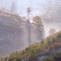Spring Morning