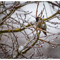 Frozen Hummer
