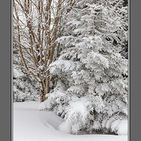 Birch and Spruce.jpg