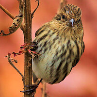 Pine Siskin