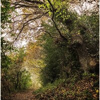 forest walk.jpg