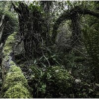The Forest King.jpg