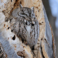 Snoozing in the Sunlight