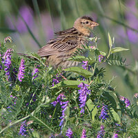 Bobolink (Female)