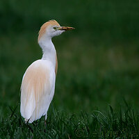 Cattle Egret