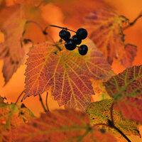 Autumn Leaves