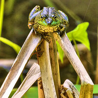 One Frog's Point of View