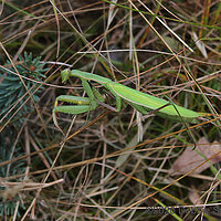 Praying Mantis