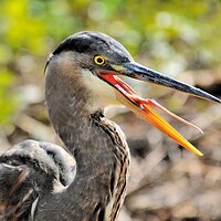 Great Blue Heron