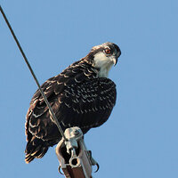 Osprey Chick