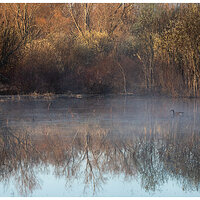 Pond Scene