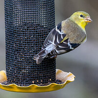 LRCC_sRGB_FW_Goldfinch_TAP_4466-CR3_DxO_DeepPRIME.jpg