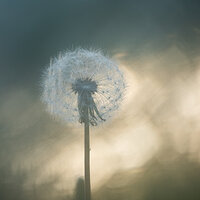 Dandelion Dream