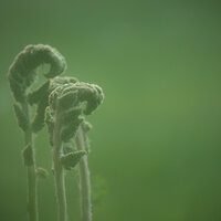 Unfurling in the Stillness