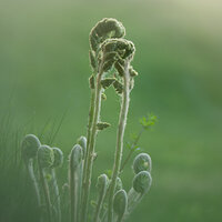 Misty Fiddleheads