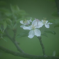 Apple Blossom